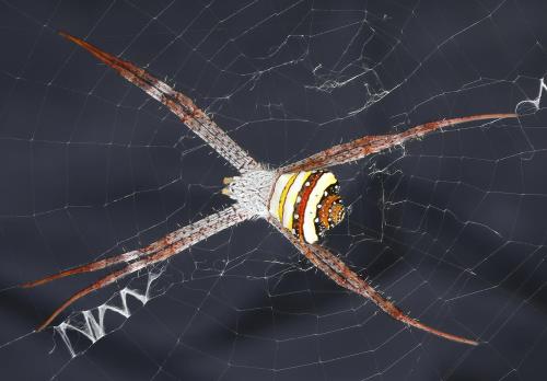Réf. 276 188 : Argiope sp.